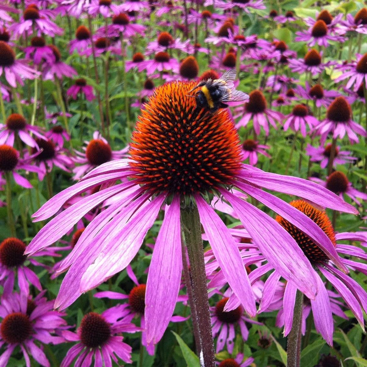 Purple Coneflower Tarot Garden Seed Packet - Shop at Persephone's Hearth