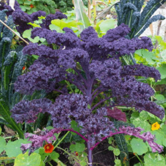 Scarlet Kale Tarot Garden Seed Packet - Shop at Persephone's Hearth