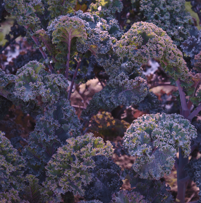 Scarlet Kale Tarot Garden Seed Packet - Shop at Persephone's Hearth