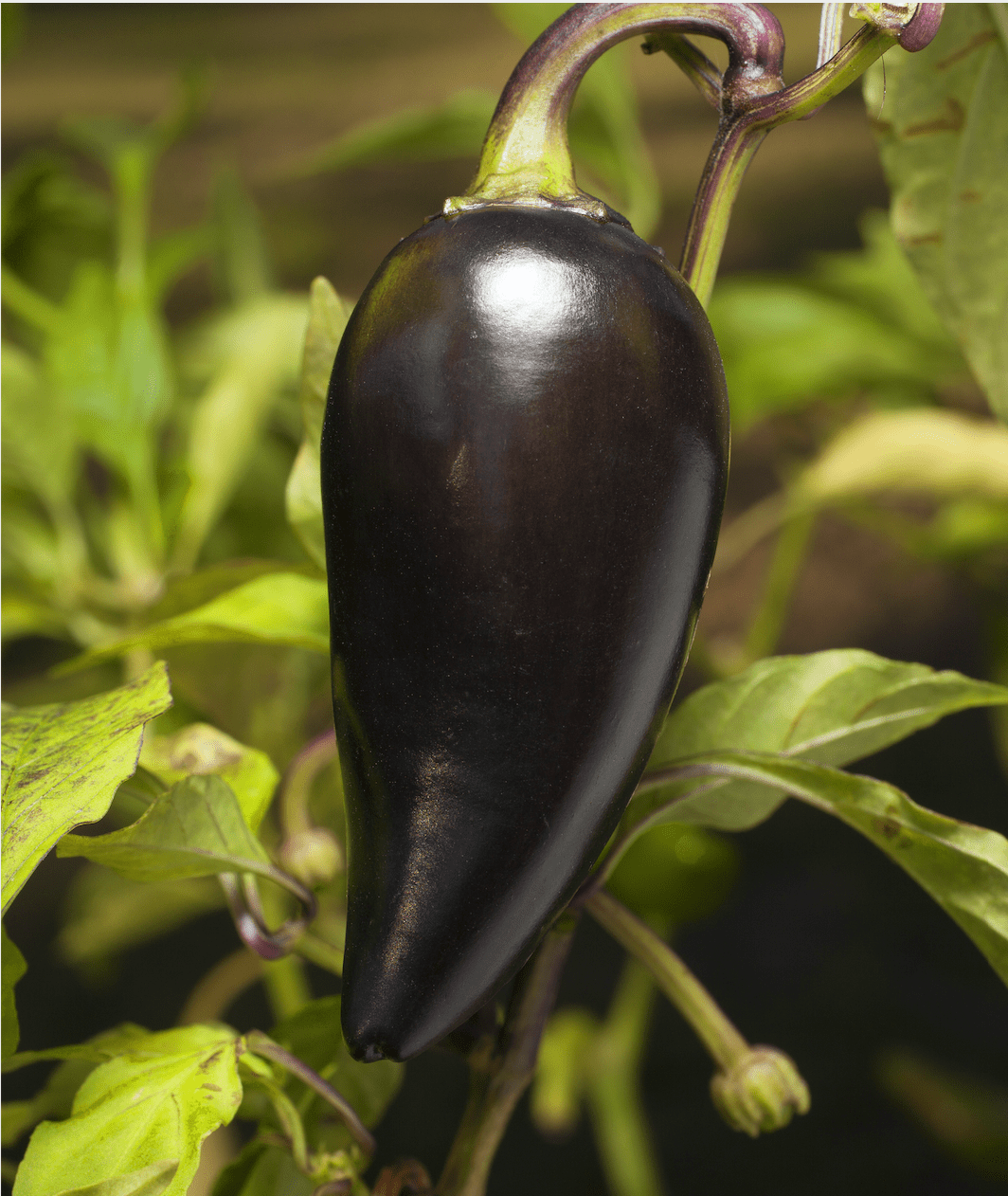 Sow the Magic Black Hungarian Jalapeño Tarot Garden + Gift Seed Packet