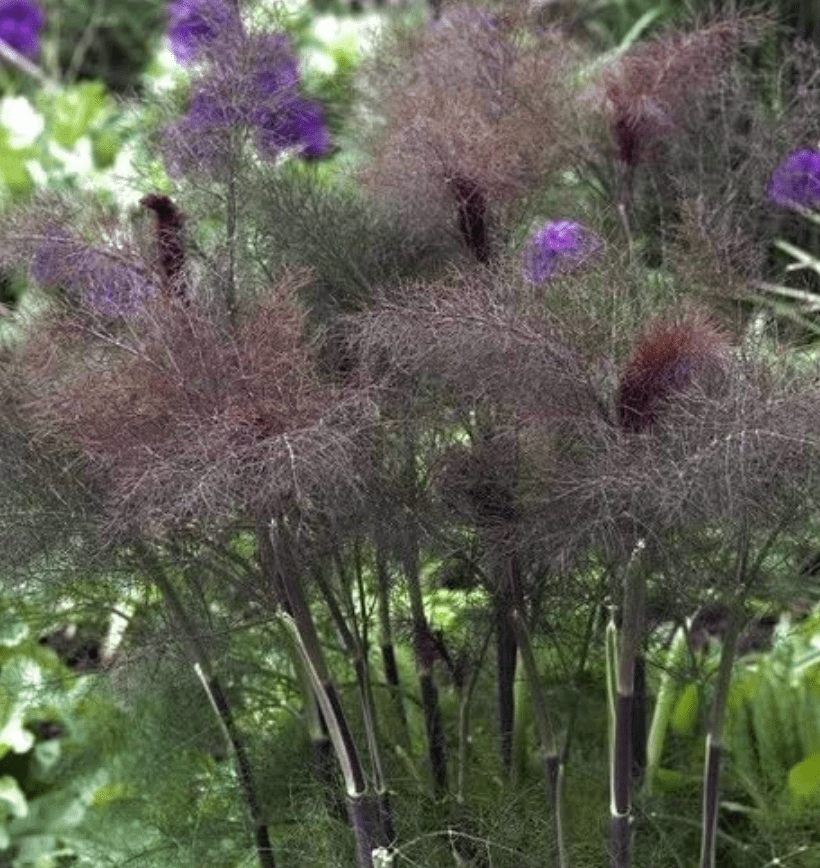 Sow the Magic Bronze Fennel Tarot Garden + Gift Seed Packet