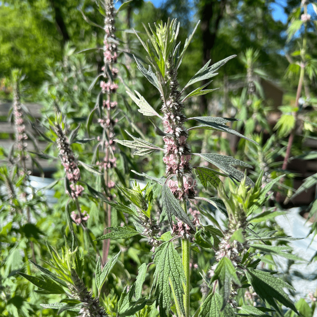 Sow the Magic Motherwort Tarot Garden + Gift Seed Packet