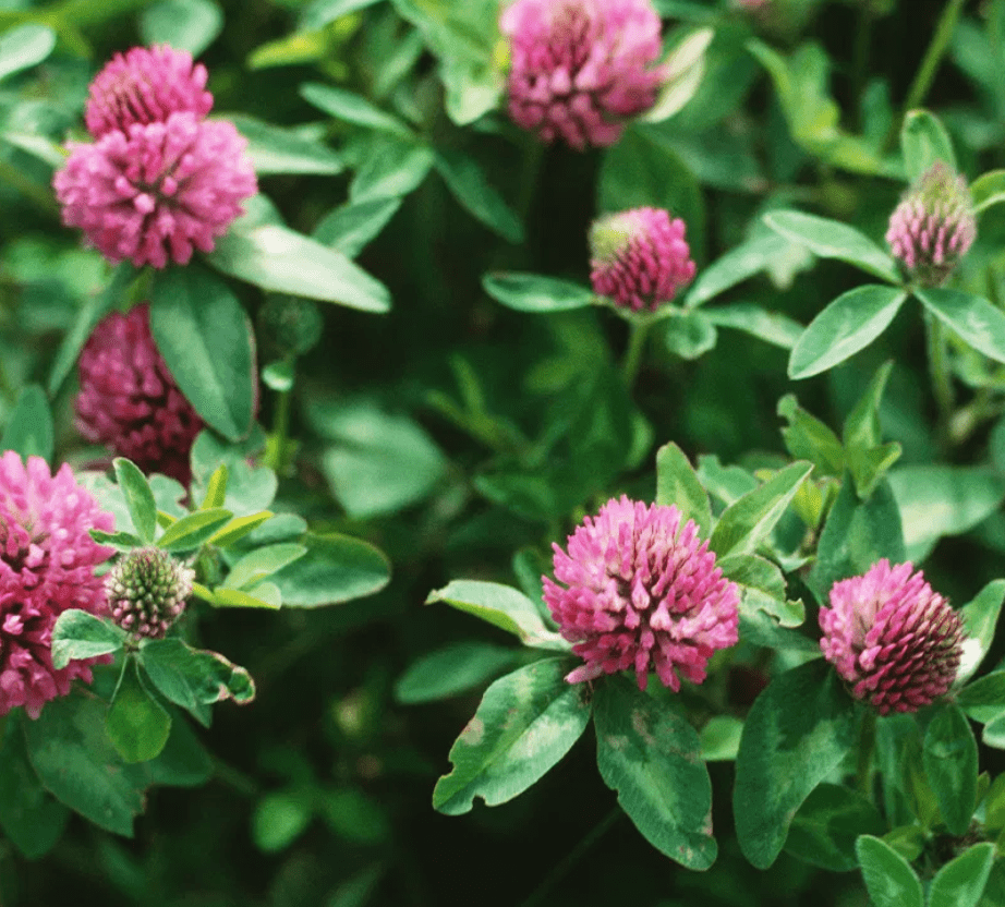 Sow the Magic Purple Clover Tarot Garden + Gift Seed Packet