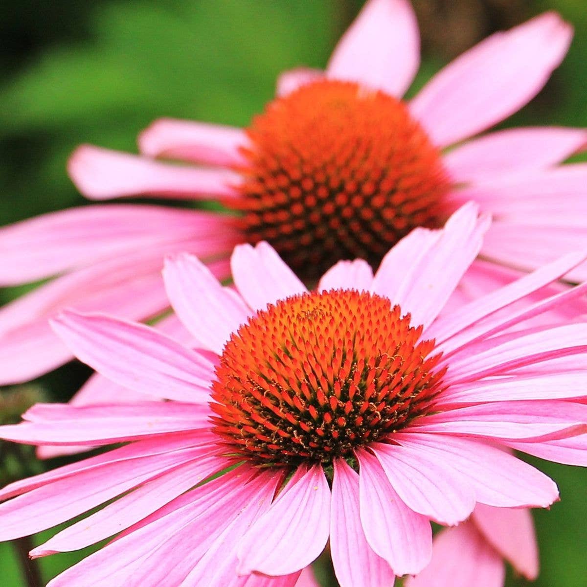 Sow the Magic Strength in Echinacea Flower Tarot Garden + Gift Seed Packet