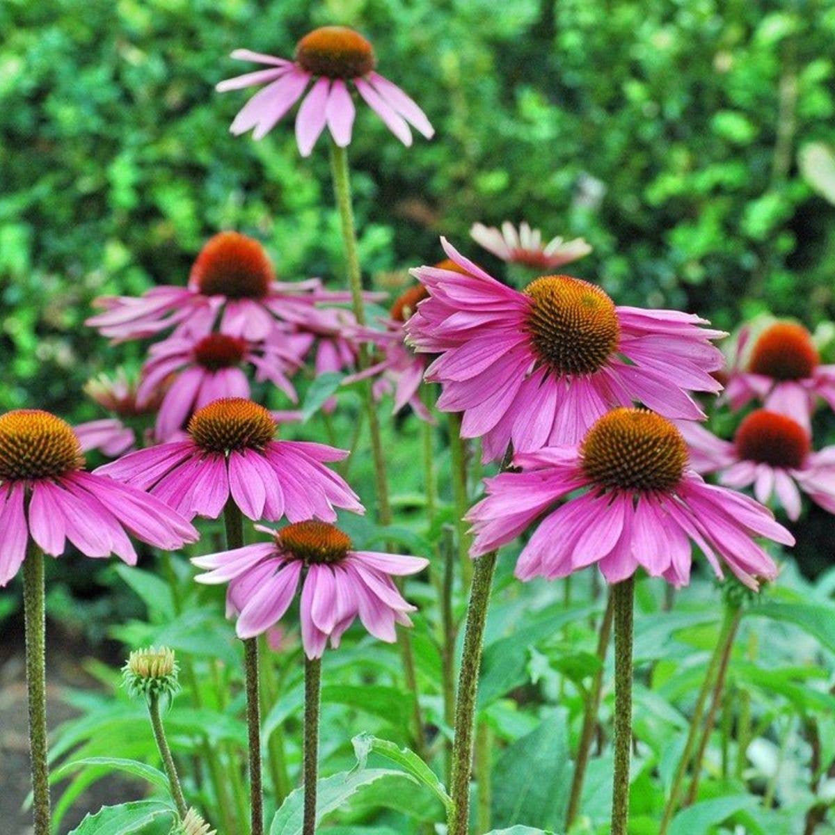 Sow the Magic Strength in Echinacea Flower Tarot Garden + Gift Seed Packet