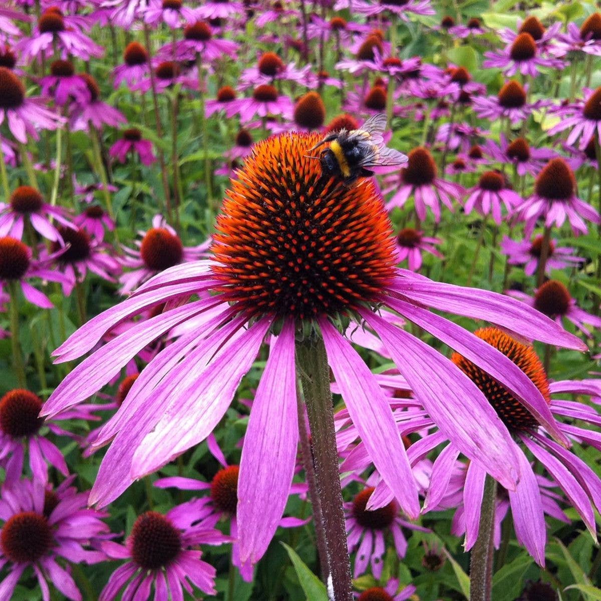 Sow the Magic Strength in Echinacea Flower Tarot Garden + Gift Seed Packet