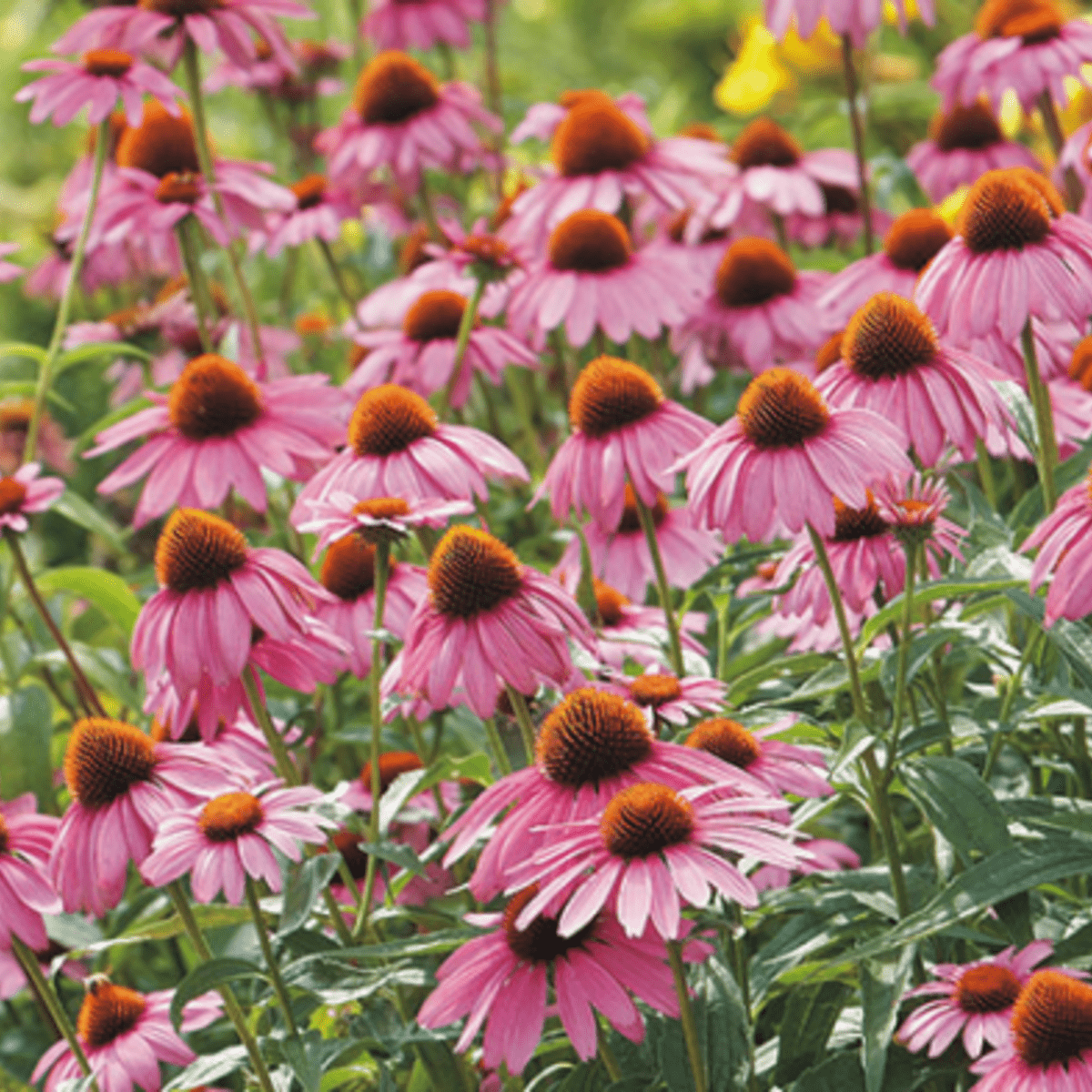 Sow the Magic Strength in Echinacea Flower Tarot Garden + Gift Seed Packet