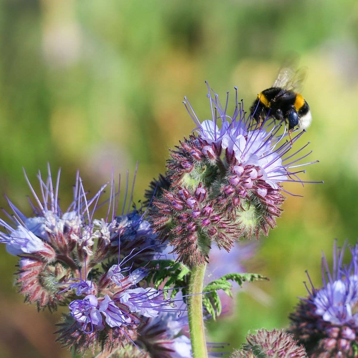 Sow the Magic The Empress Bee Tarot Garden + Gift Seed Packet