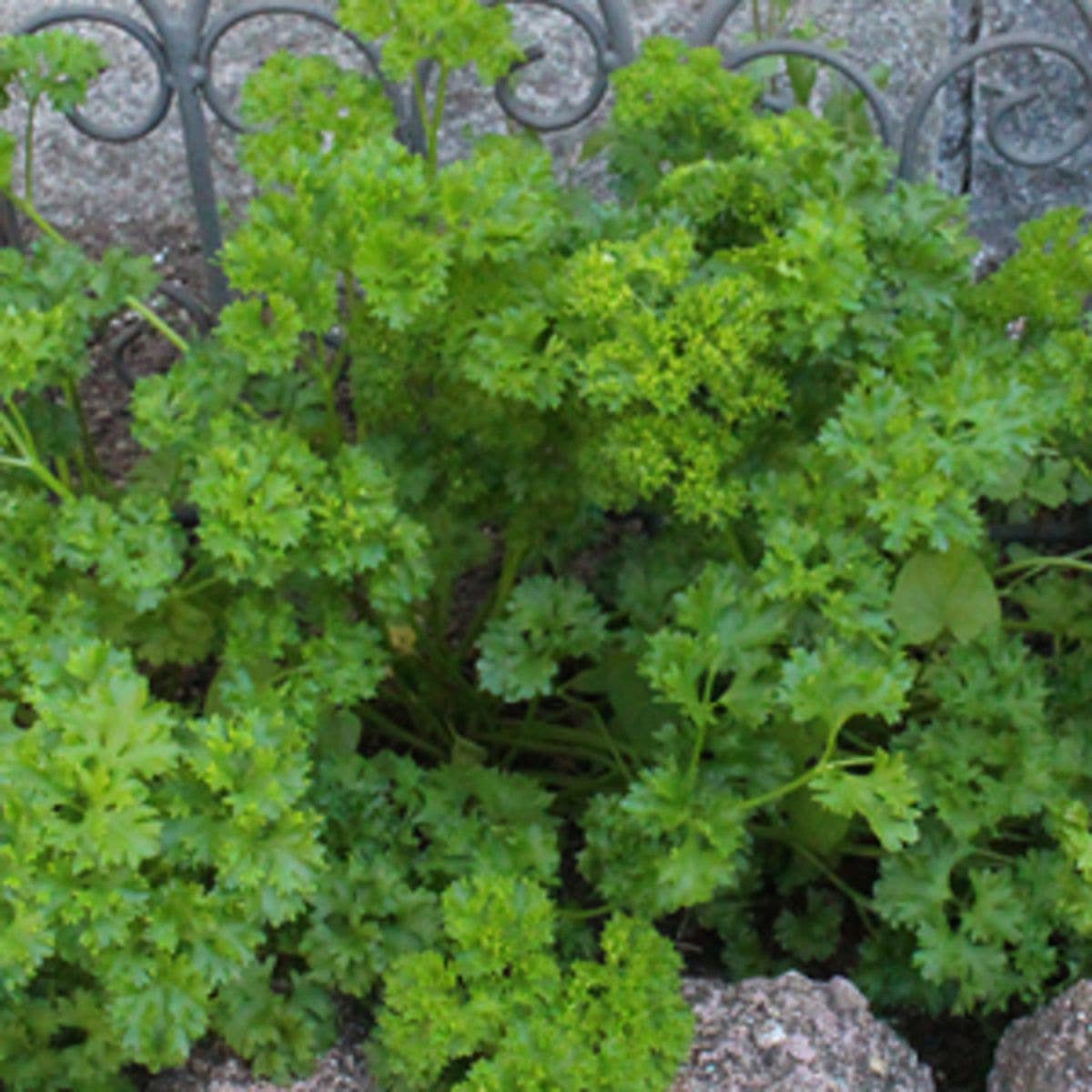 Sow the Magic Triple Curled Parsley Tarot Garden + Gift Seed Packet