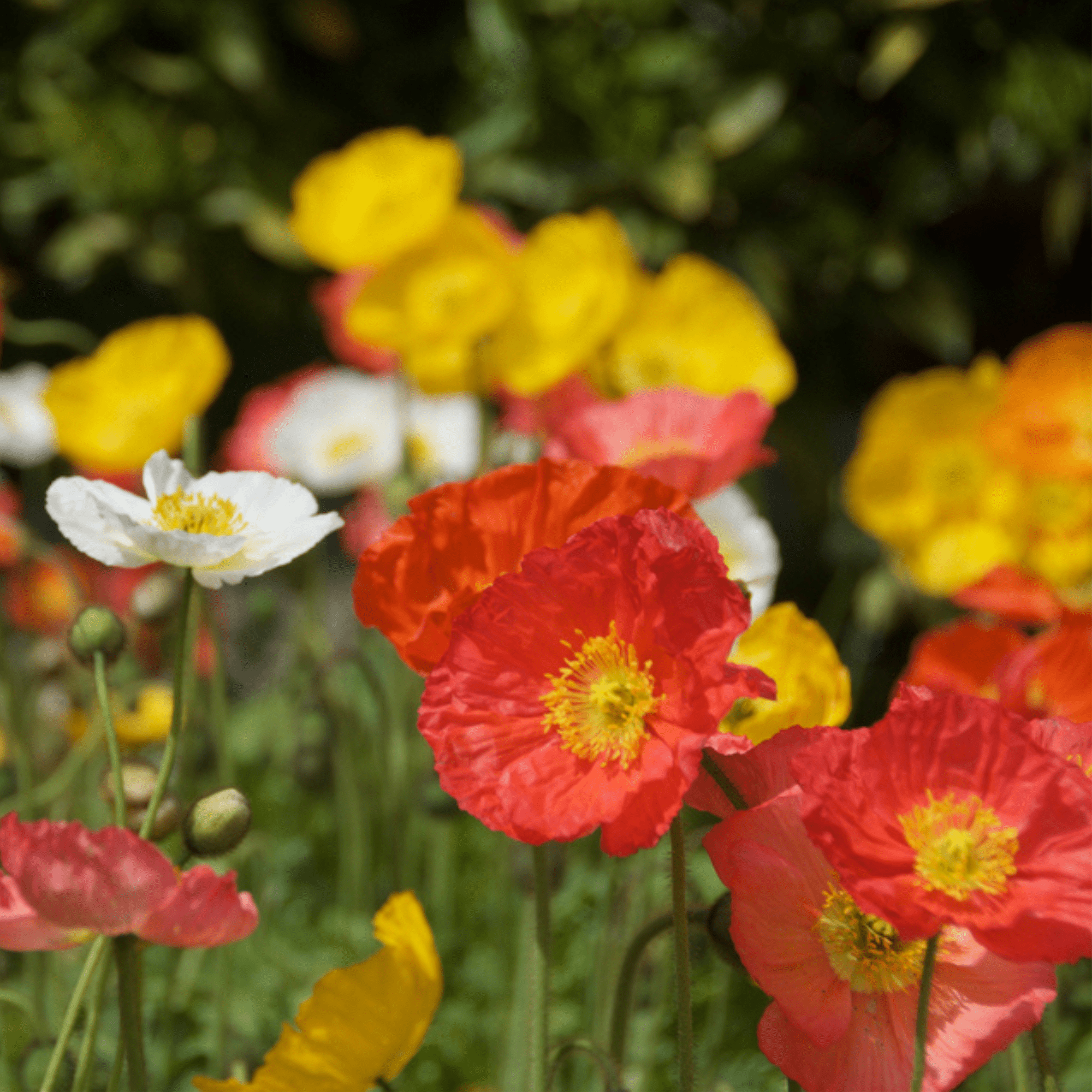 Sow the Magic Poppy Star Tarot Garden Seed Packet - Thumbnail 5