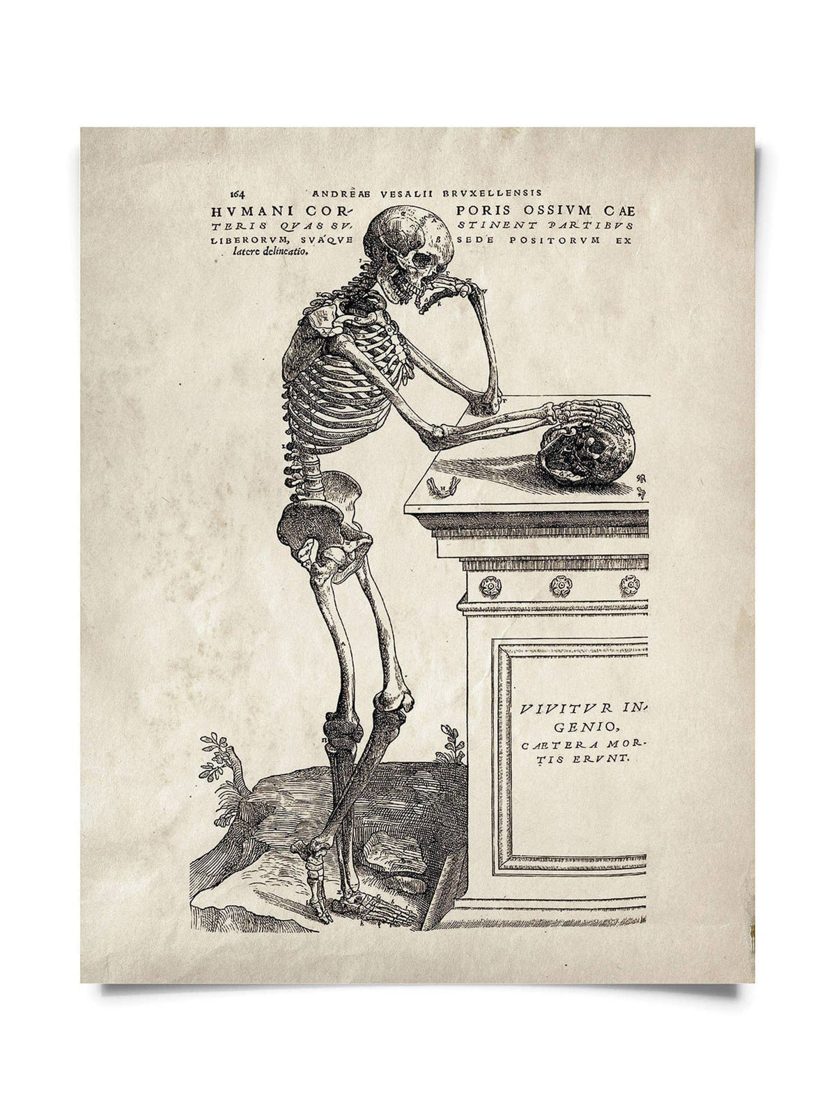Vintage Anatomy Skeleton Leaning Print, 10" x 8" - Shop at Persephone's Hearth