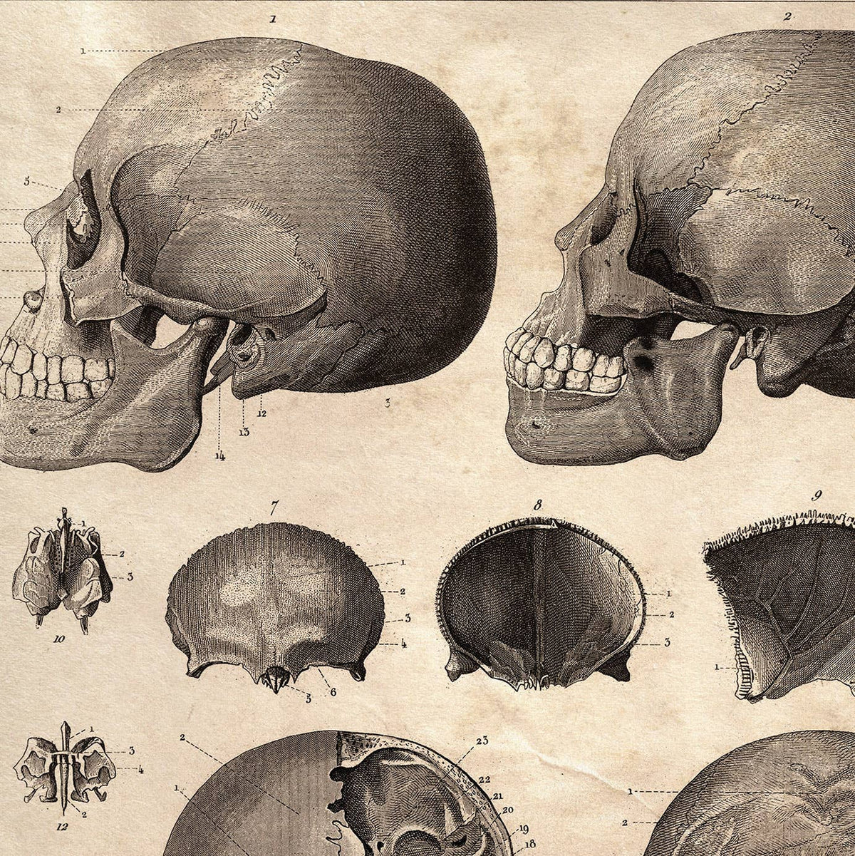 Vintage Anatomy Skull Diagram Print , 8" x 10" - Shop at Persephone's Hearth