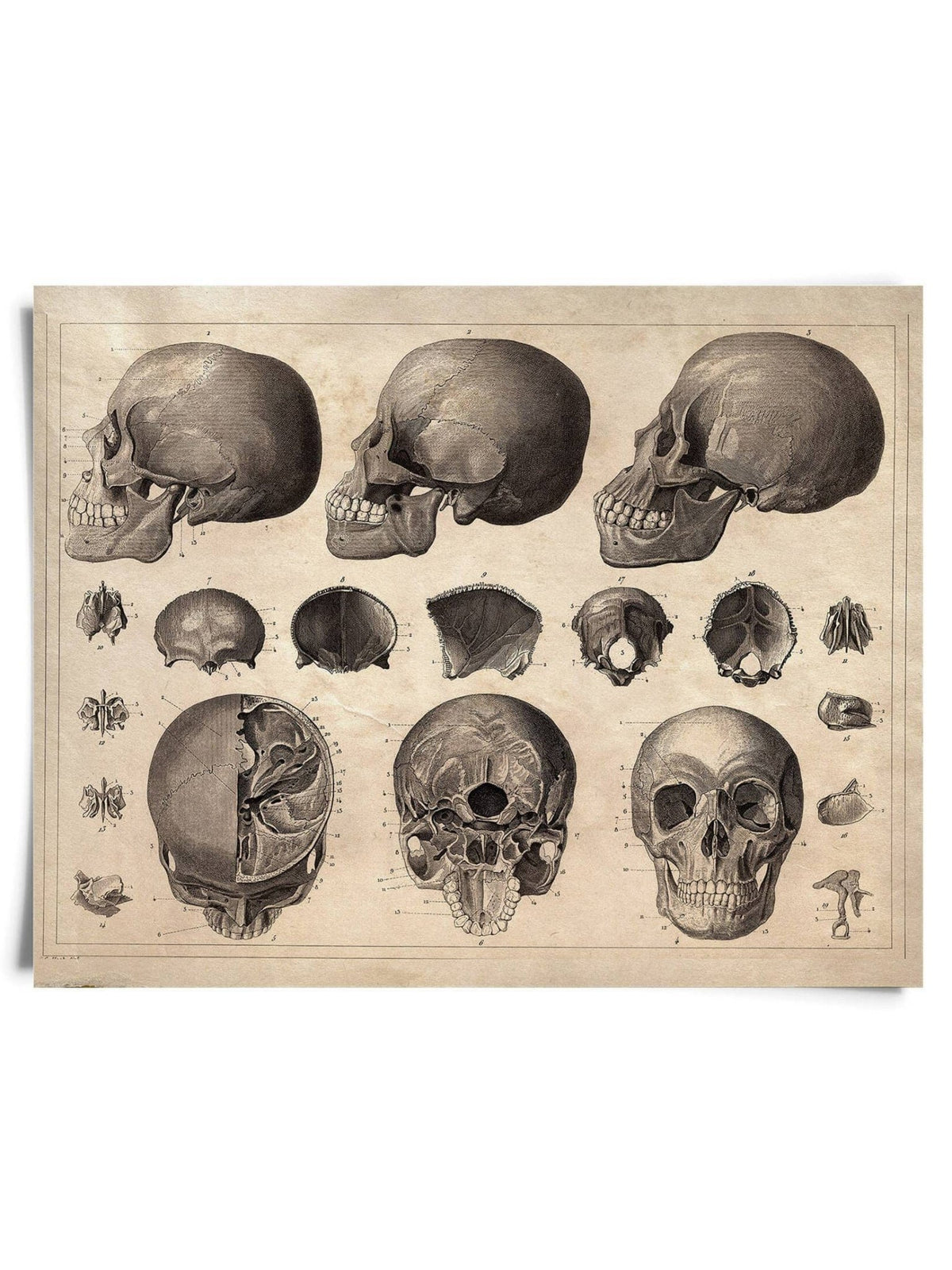 Vintage Anatomy Skull Diagram Print , 8" x 10" - Shop at Persephone's Hearth