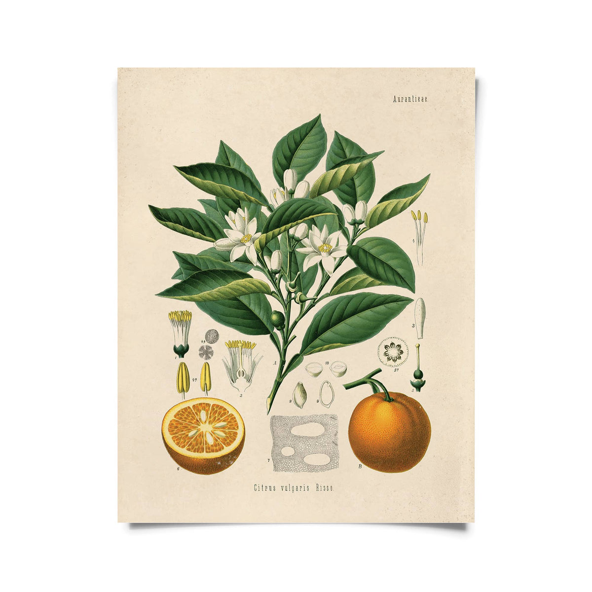 Vintage Botanical Citrus Orange Print, 14" x 11" - Shop at Persephone's Hearth