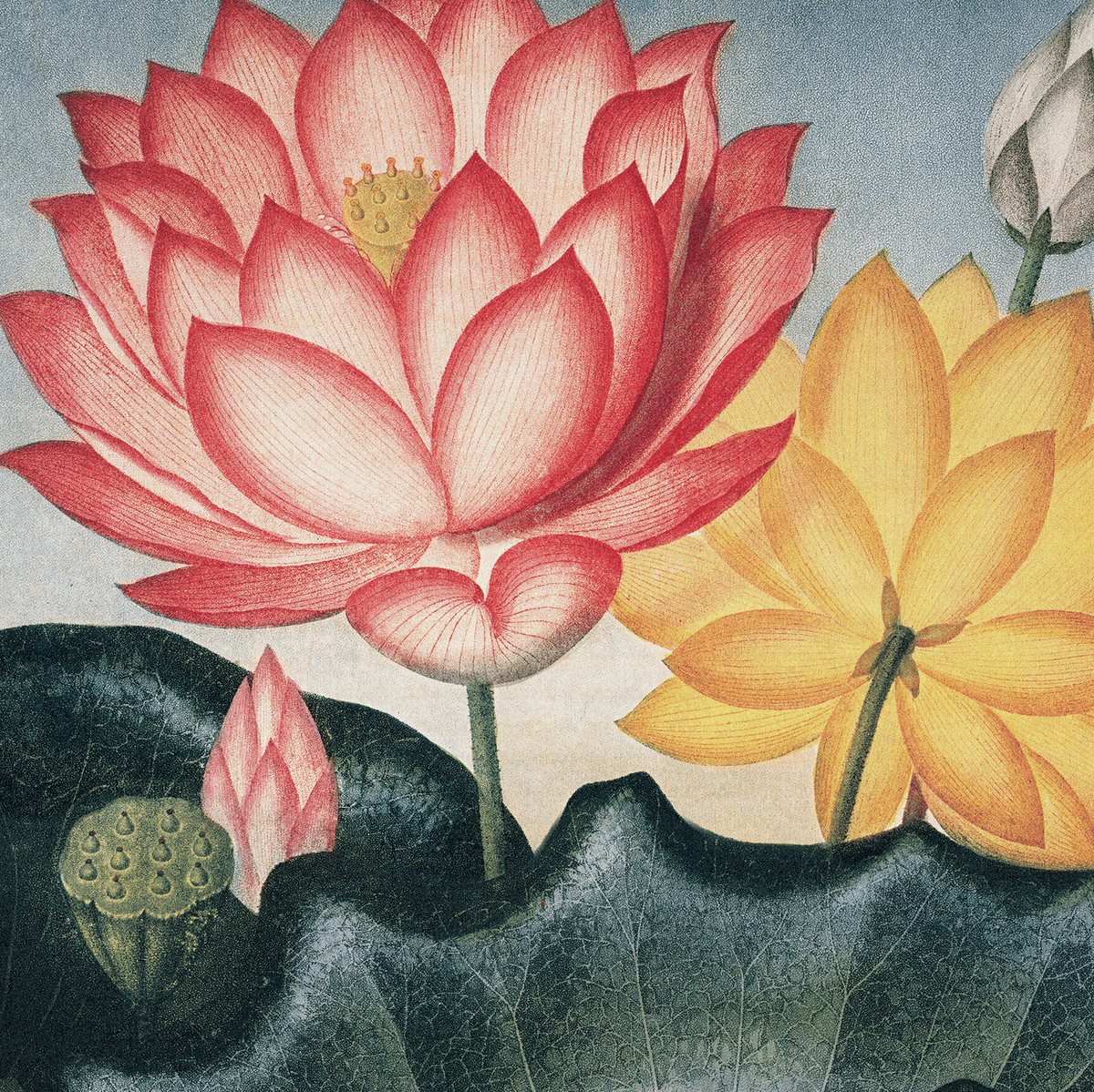 Vintage Botanical Egyptian Bean Lotus Print, 14" x 11" - Shop at Persephone's Hearth
