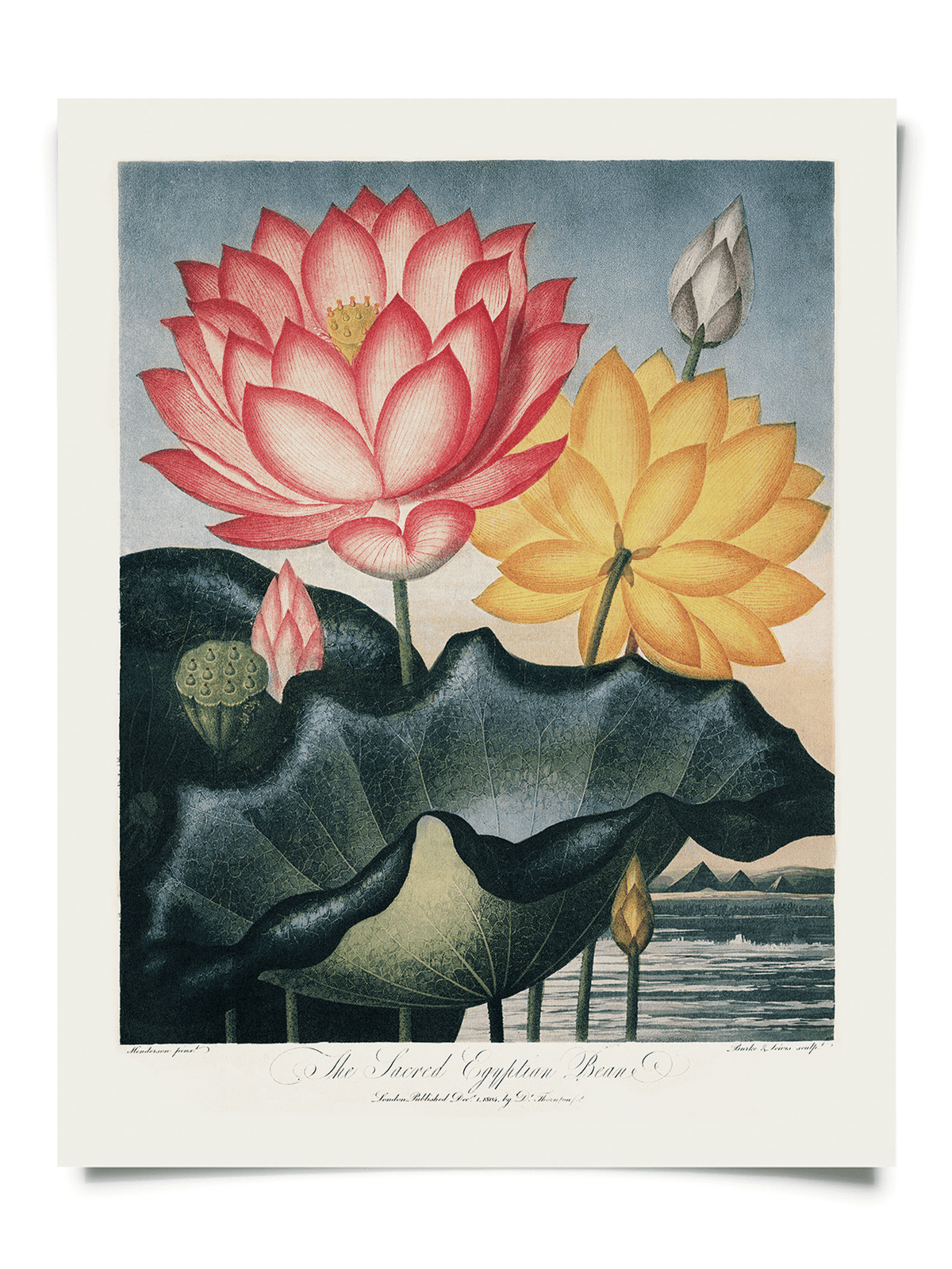 Vintage Botanical Egyptian Bean Lotus Print, 14" x 11" - Shop at Persephone's Hearth