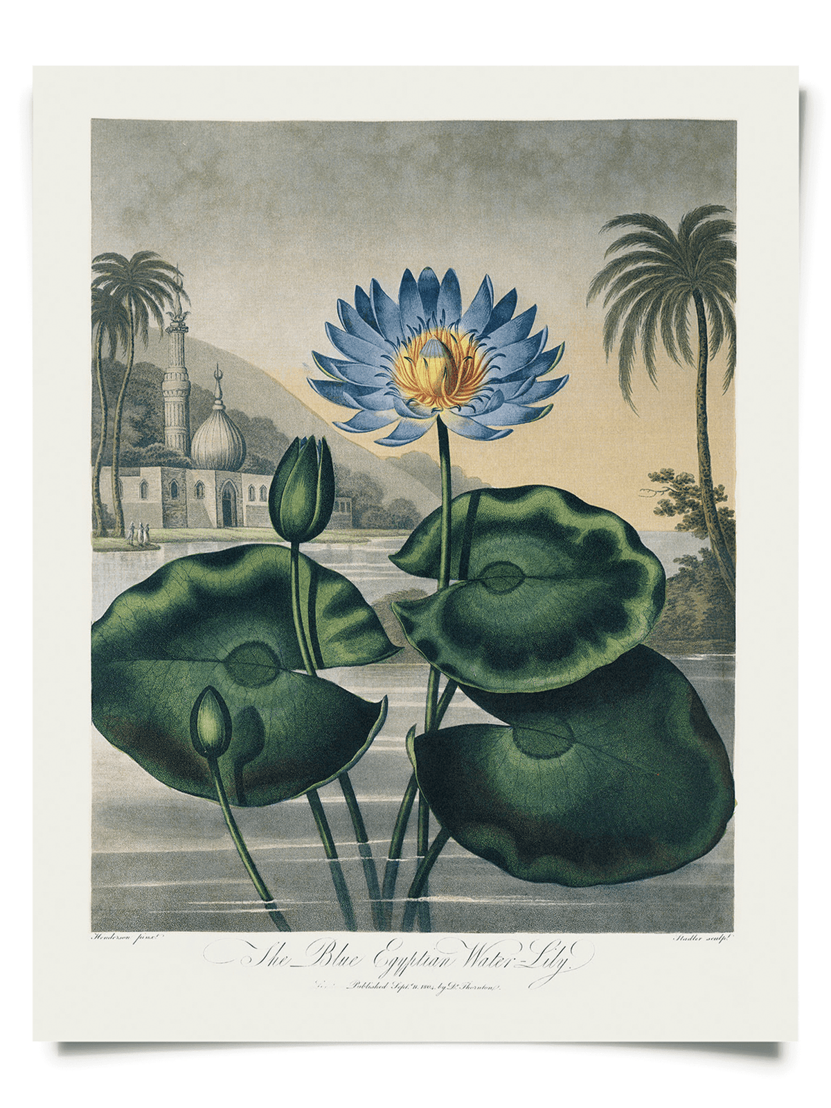 Vintage Botanical Egyptian Water - Lily Print, 14" x 11" - Shop at Persephone's Hearth