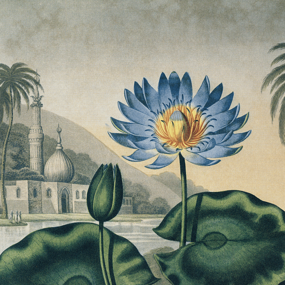 Vintage Botanical Egyptian Water-Lily Print, 14\, image size:1200x1199