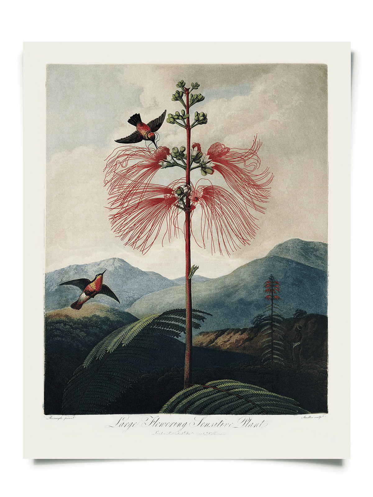 Vintage Botanical Flower & Hummingbird Print, 14" x 11" - Shop at Persephone's Hearth