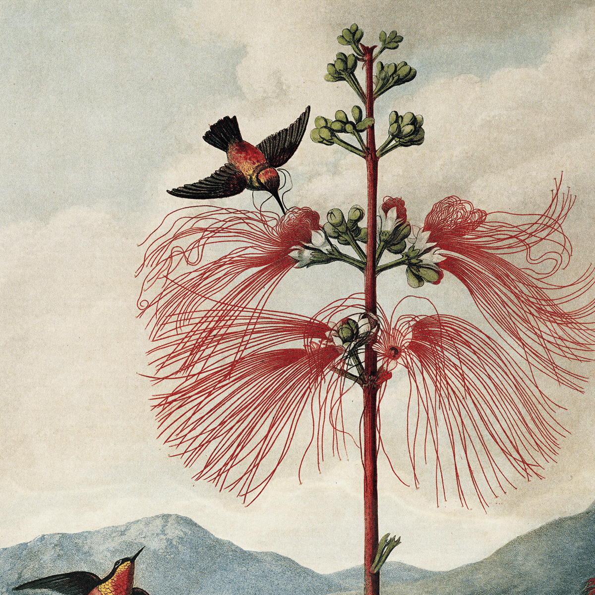Vintage Botanical Flower & Hummingbird Print, 14" x 11" - Shop at Persephone's Hearth