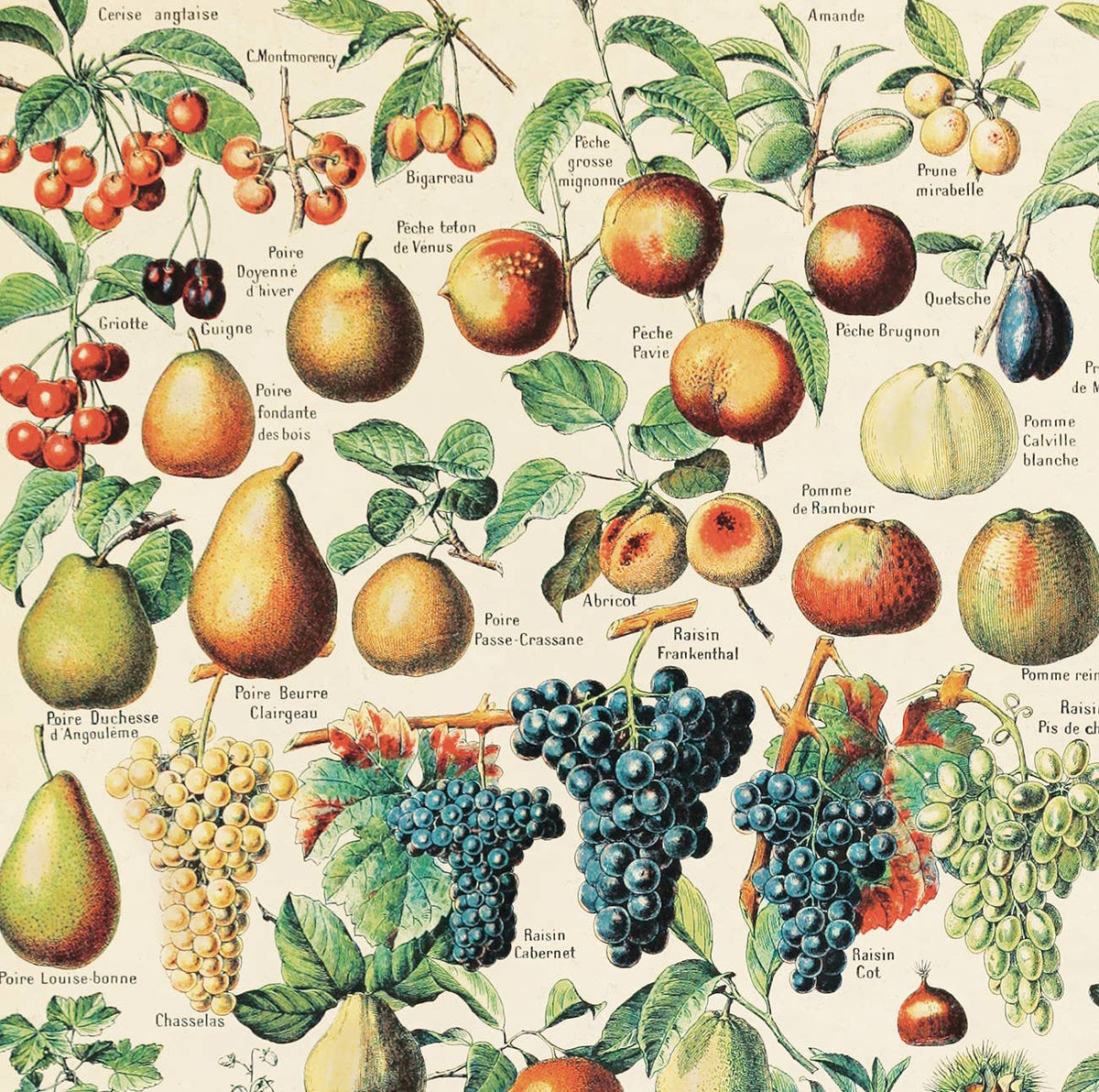 Vintage Botanical French Fruits Print, 14" x 11" - Shop at Persephone's Hearth