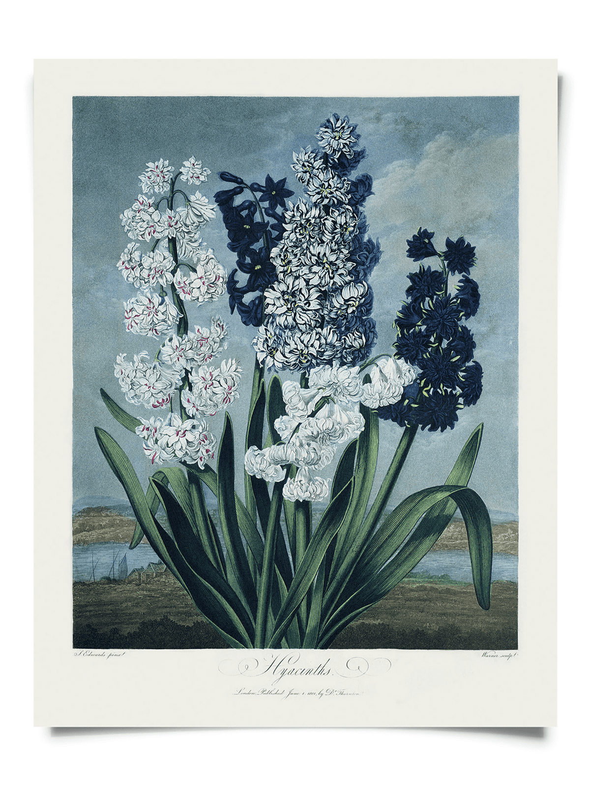 Vintage Botanical Hyacinths Flower Print, 14" x 11" - Shop at Persephone's Hearth