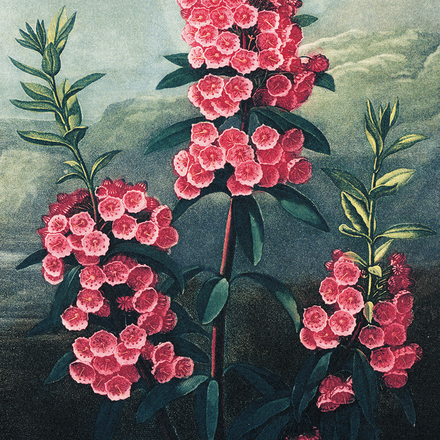 Vintage Botanical Mountain Laurel Print, 14" x 11" - Shop at Persephone's Hearth
