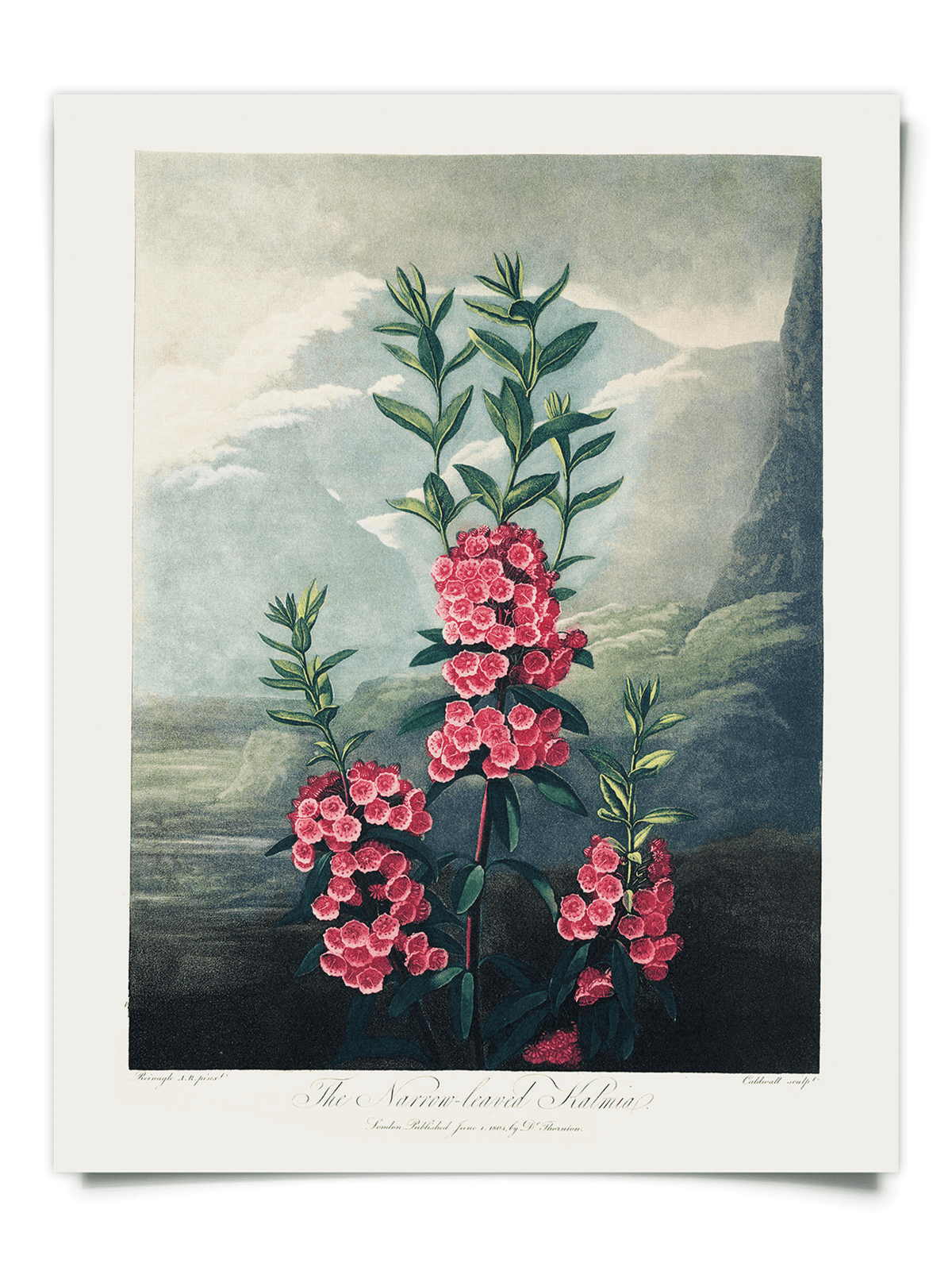 Vintage Botanical Mountain Laurel Print, 14" x 11" - Shop at Persephone's Hearth