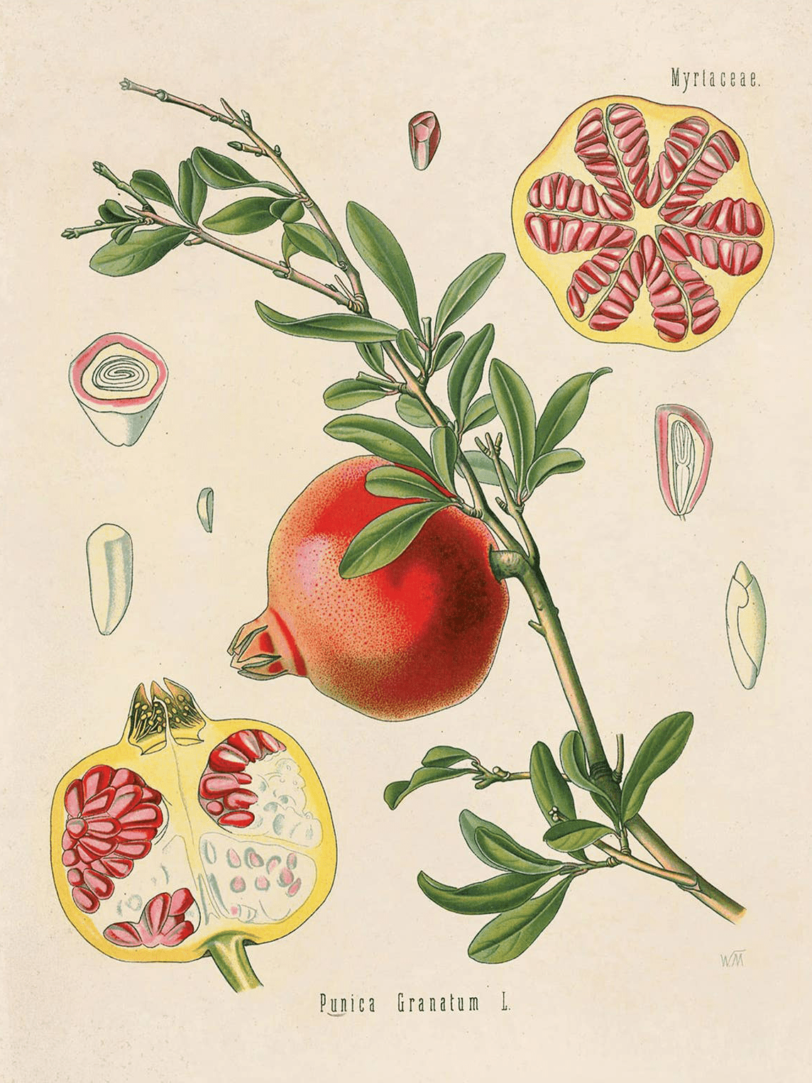 Vintage Botanical Pomegranate Fruit Print, multiple sizes - Shop at Persephone's Hearth