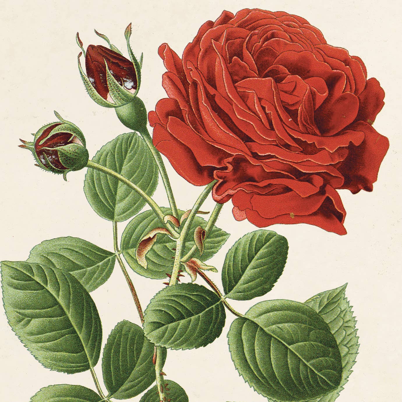 Vintage Botanical Red Jack Rose Print, multiple sizes