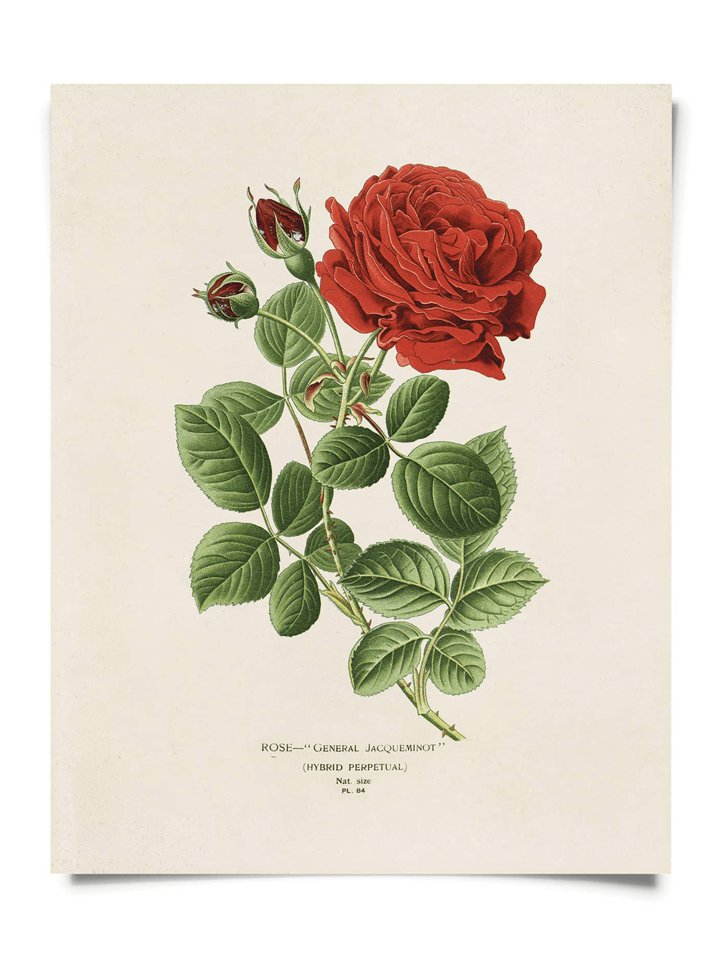 Vintage Botanical Red Jack Rose Print, multiple sizes