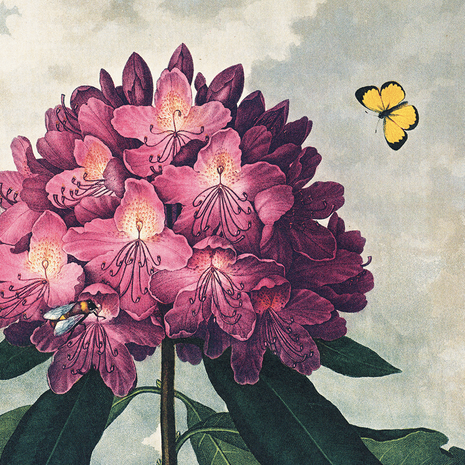 Vintage Botanical Rhododendron Bloom Print, 14" x 11" - Shop at Persephone's Hearth