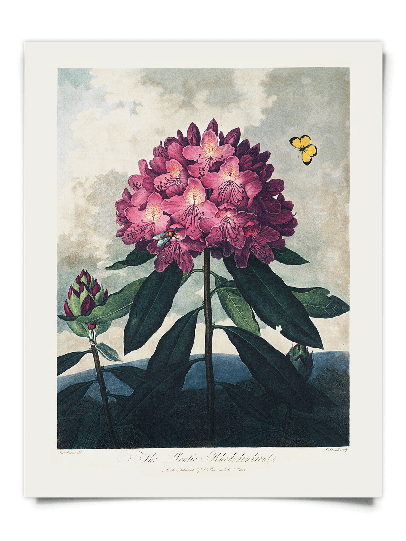 フランスアンティーク 博物画 植物画『RHODODENDRON』 多色刷り石版画