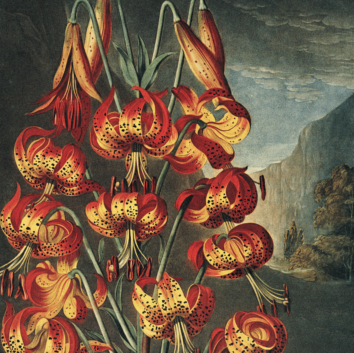 Vintage Botanical Superb Lily Flower Print, 14" x 11" - Shop at Persephone's Hearth