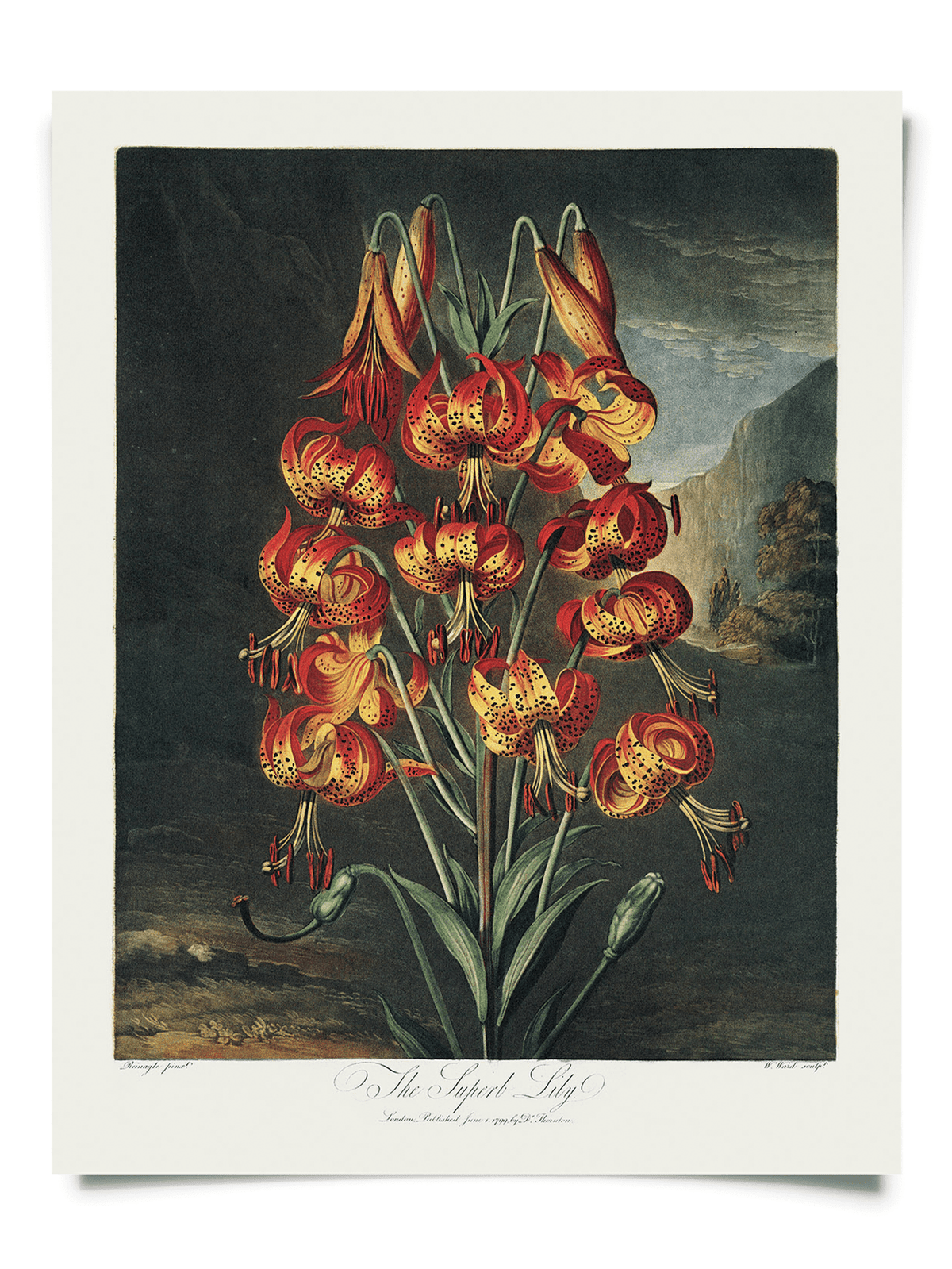 Vintage Botanical Superb Lily Flower Print, 14" x 11" - Shop at Persephone's Hearth