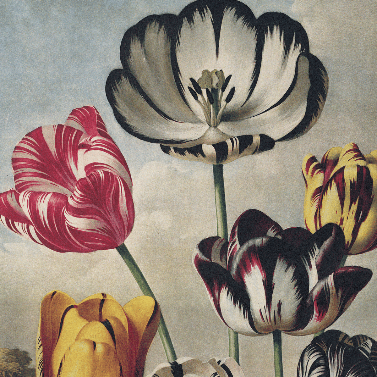 Vintage Botanical Tulips Flower Print, 14" x 11" - Shop at Persephone's Hearth