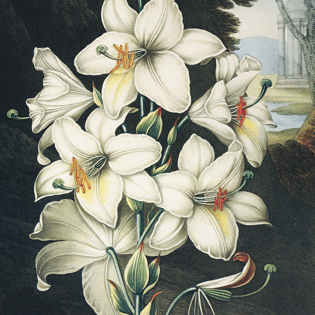 white lily psychedelic Vintage Botanical White Lily Bloom Print, 14" x 11"