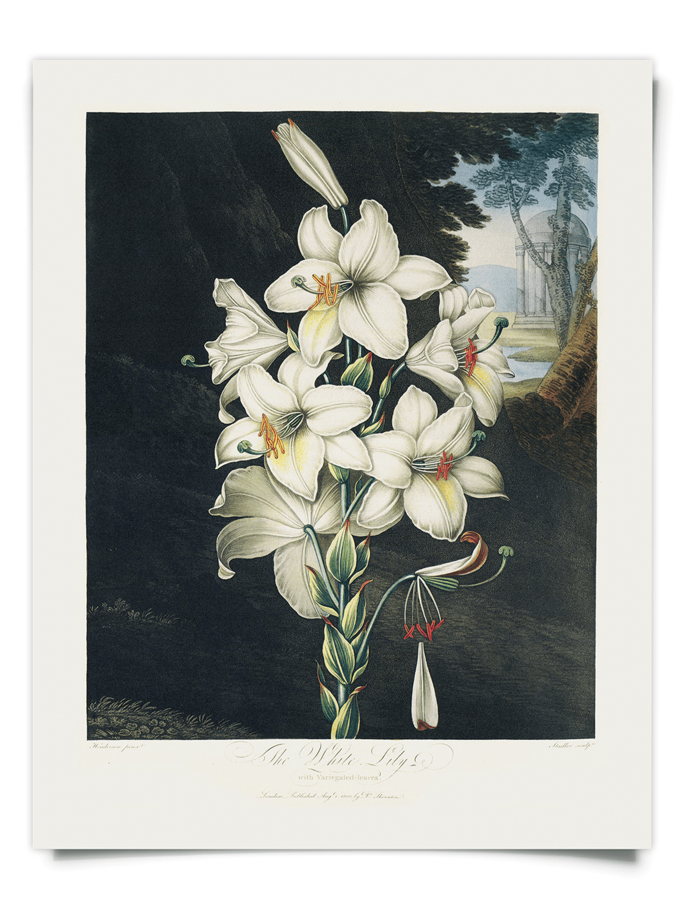 white lily poster Vintage Botanical White Lily Bloom Print, 14" x 11"