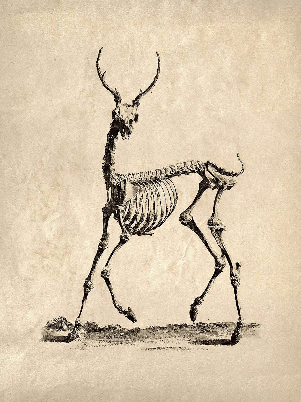 Vintage Deer Skeleton Print, 10" x 8" - Shop at Persephone's Hearth