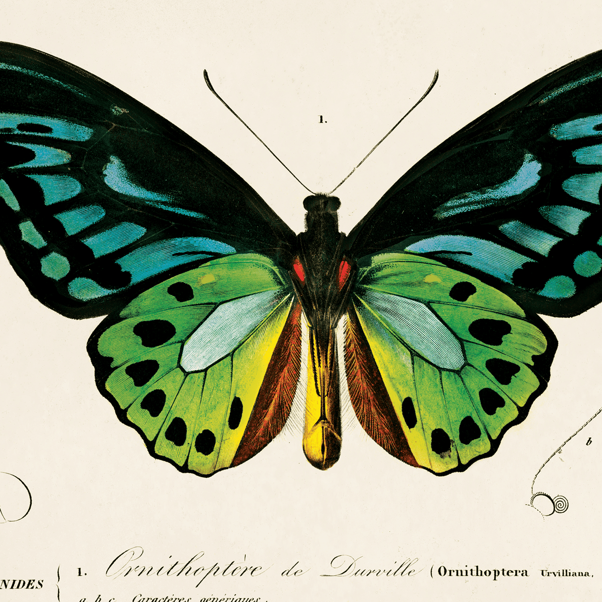 Vintage d'Orbigny Green Butterfly Print, multiple sizes - Shop at Persephone's Hearth