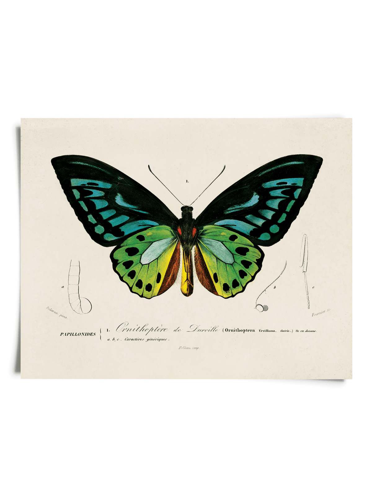 Vintage d'Orbigny Green Butterfly Print, multiple sizes - Shop at Persephone's Hearth