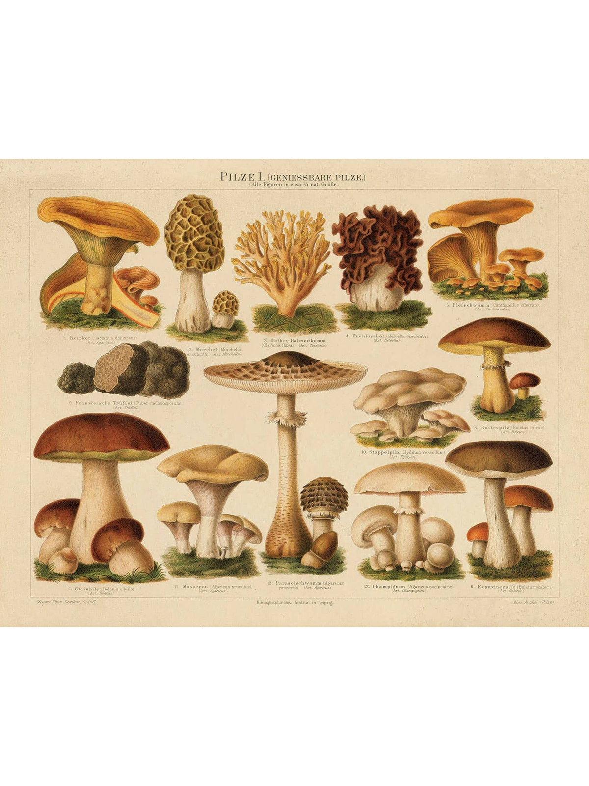 Vintage German Pilze No.1 Mushroom Print, 11" x 14" - Shop at Persephone's Hearth