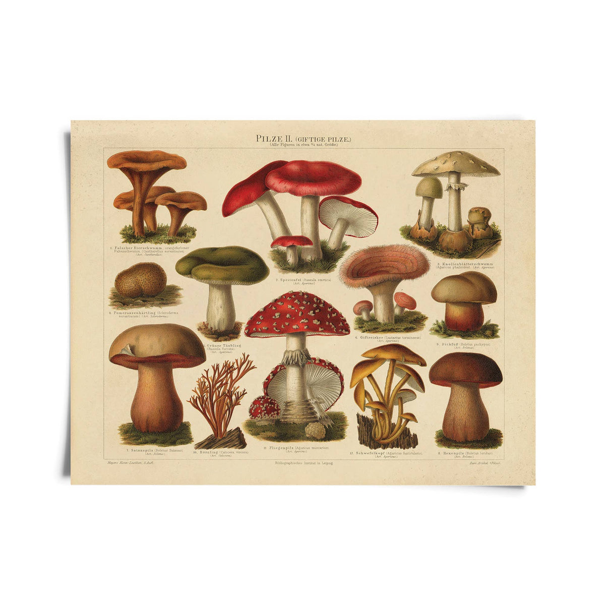 Vintage German Pilze No.2 Mushroom Print, 11" x 14" - Shop at Persephone's Hearth