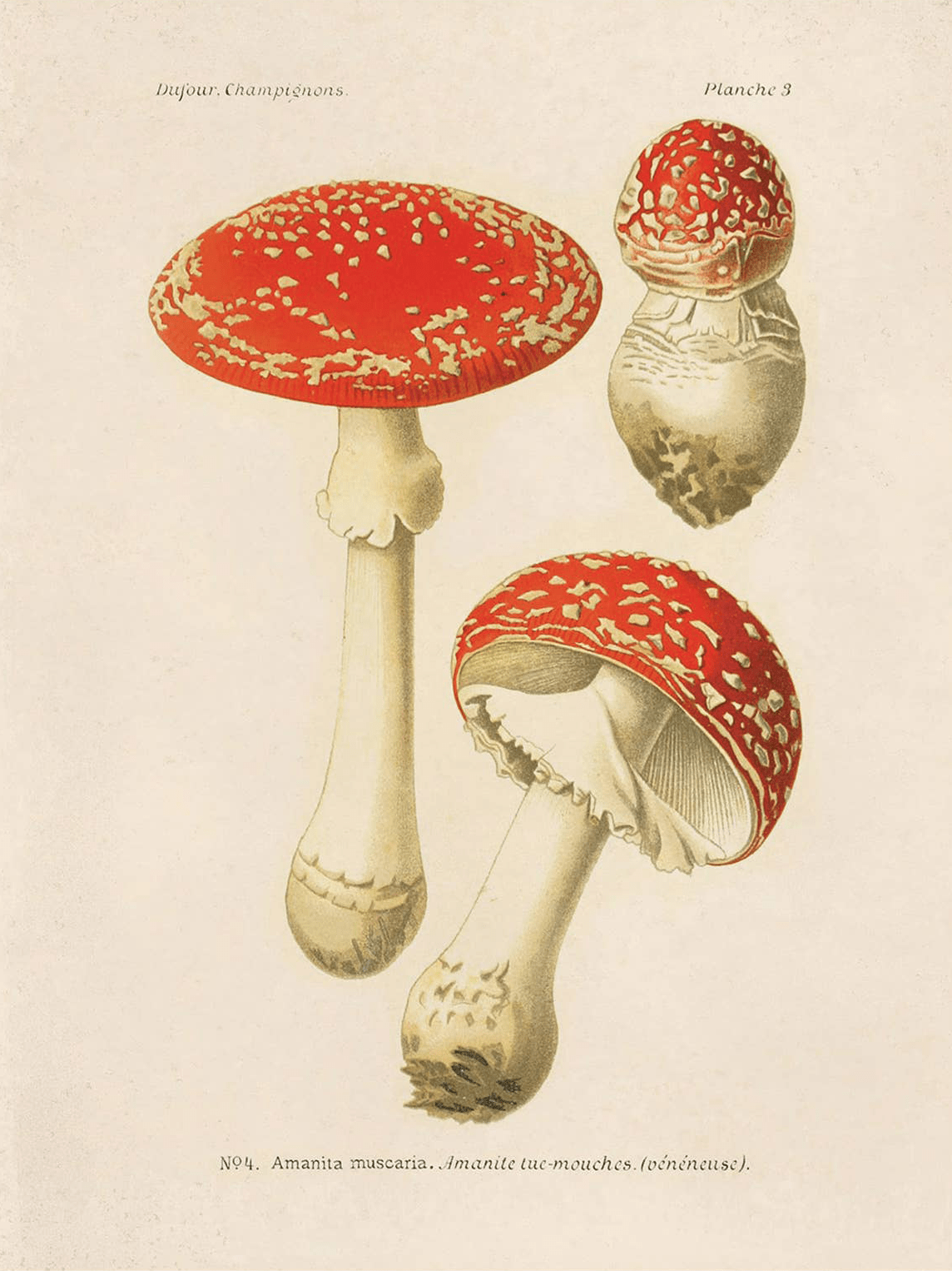 Vintage Magic Mushroom Print, multiple sizes - Shop at Persephone's Hearth