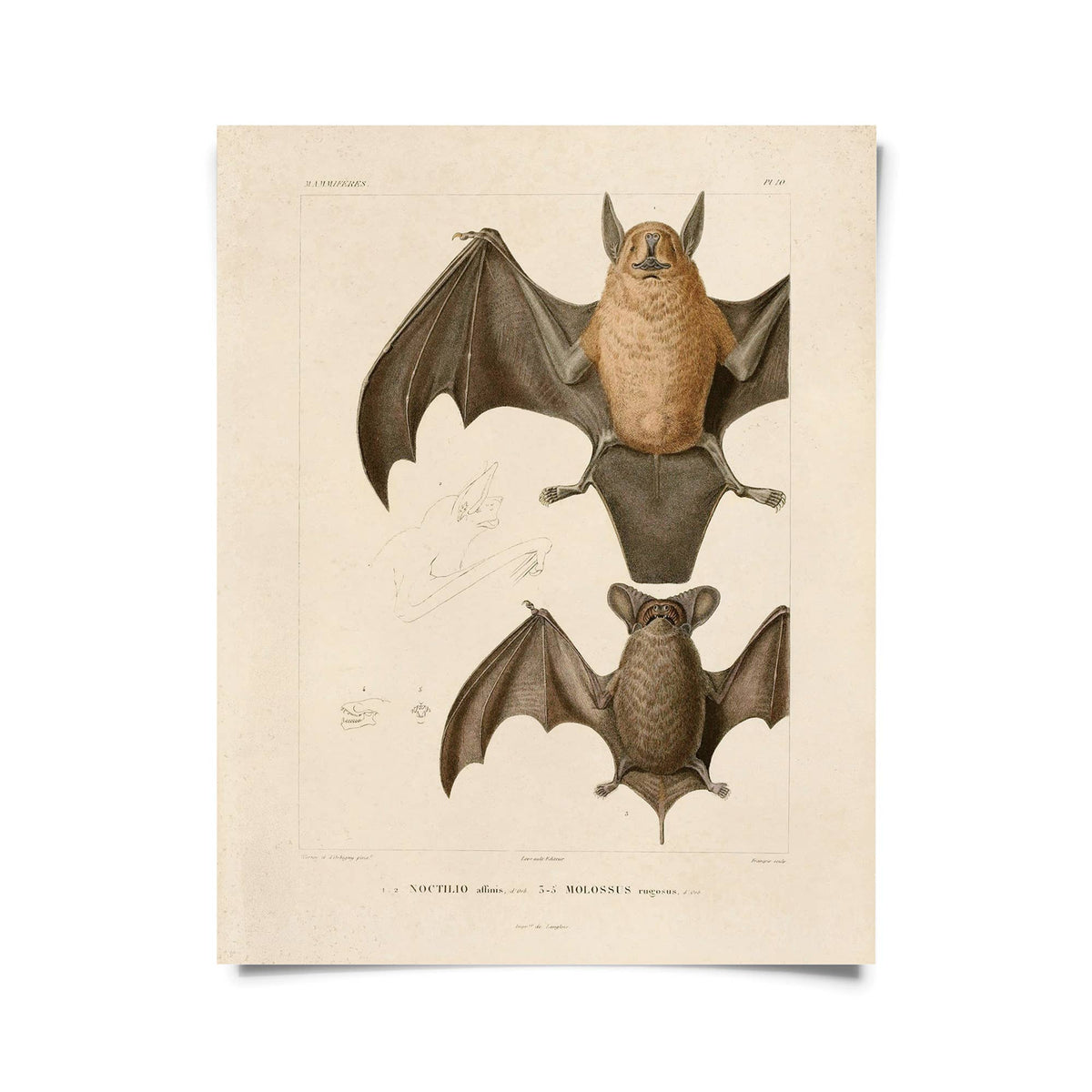Vintage Mexican Freetail Bat Print, 10" x 8" - Shop at Persephone's Hearth