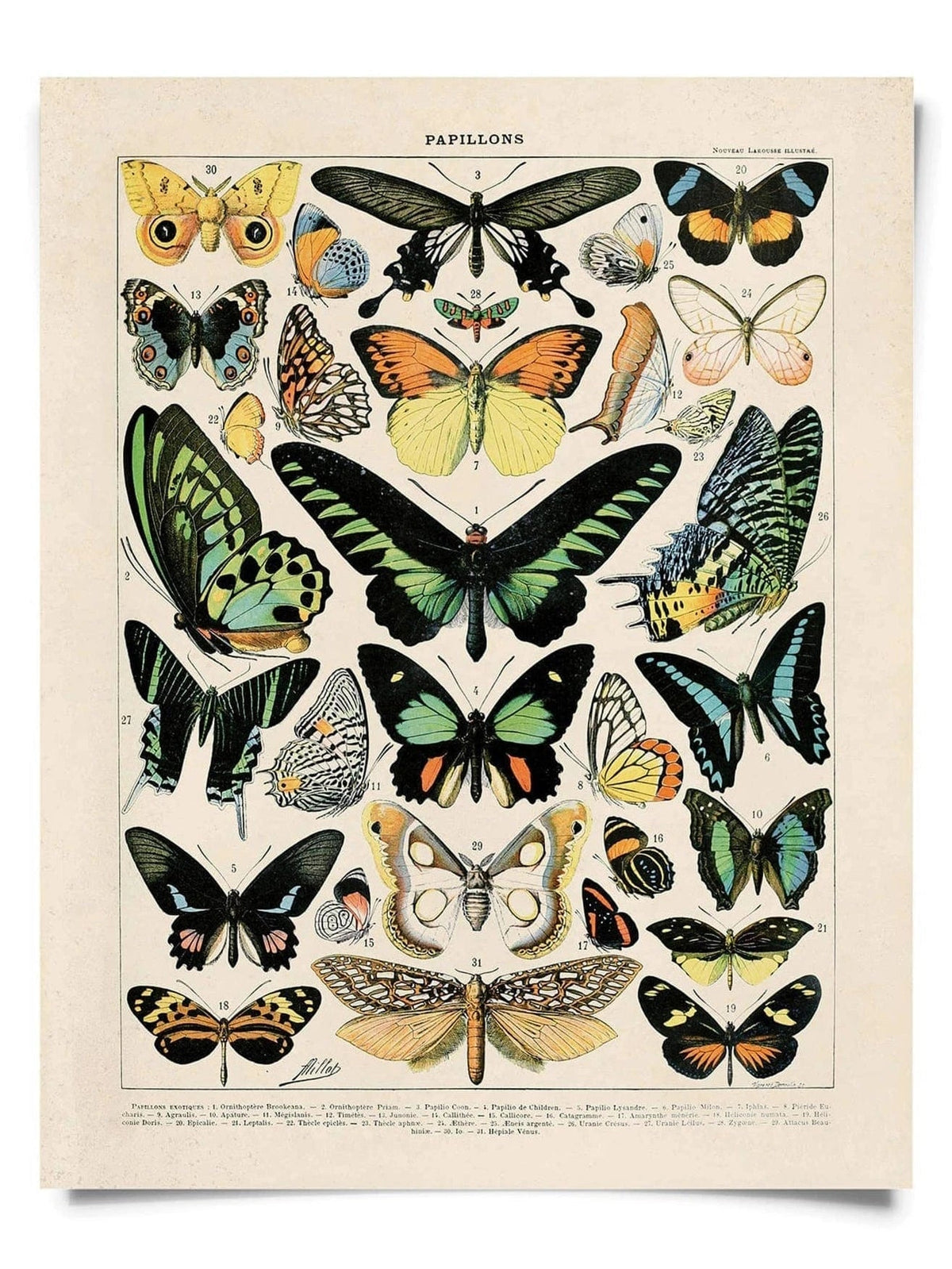 Vintage Millot Butterfly No.1 Print, 14" x 11" - Shop at Persephone's Hearth