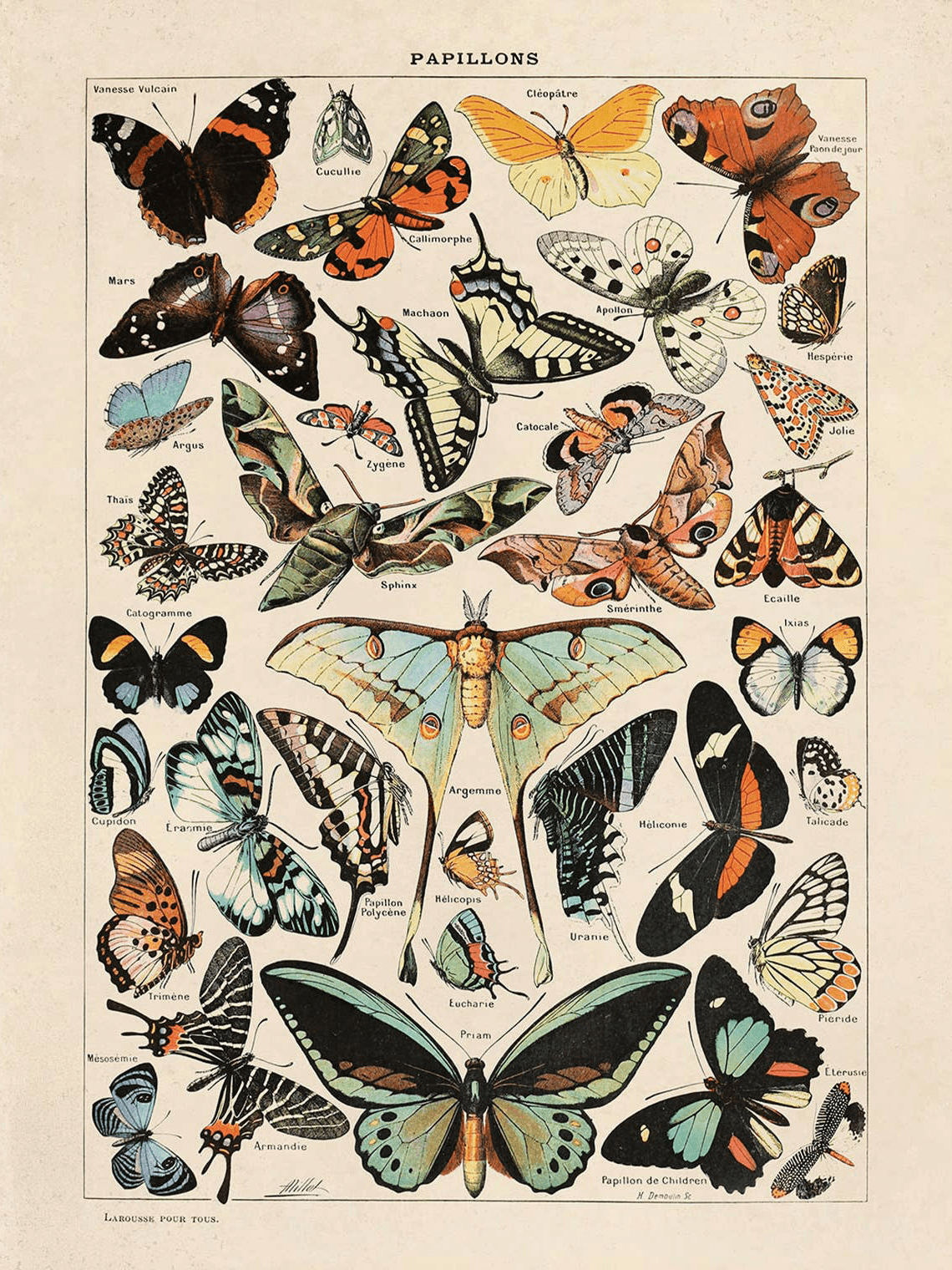 Vintage Millot Butterfly No.3 Print, 14" x 11" - Shop at Persephone's Hearth
