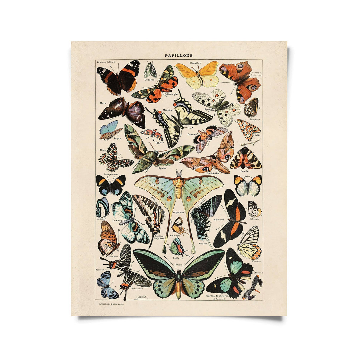 Vintage Millot Butterfly No.3 Print, 14" x 11" - Shop at Persephone's Hearth