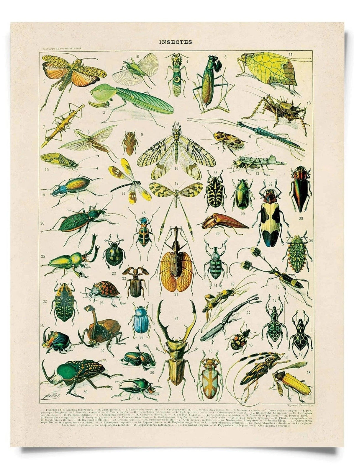 Vintage Millot Insects No. 1 Print, 14" x 11" - Shop at Persephone's Hearth