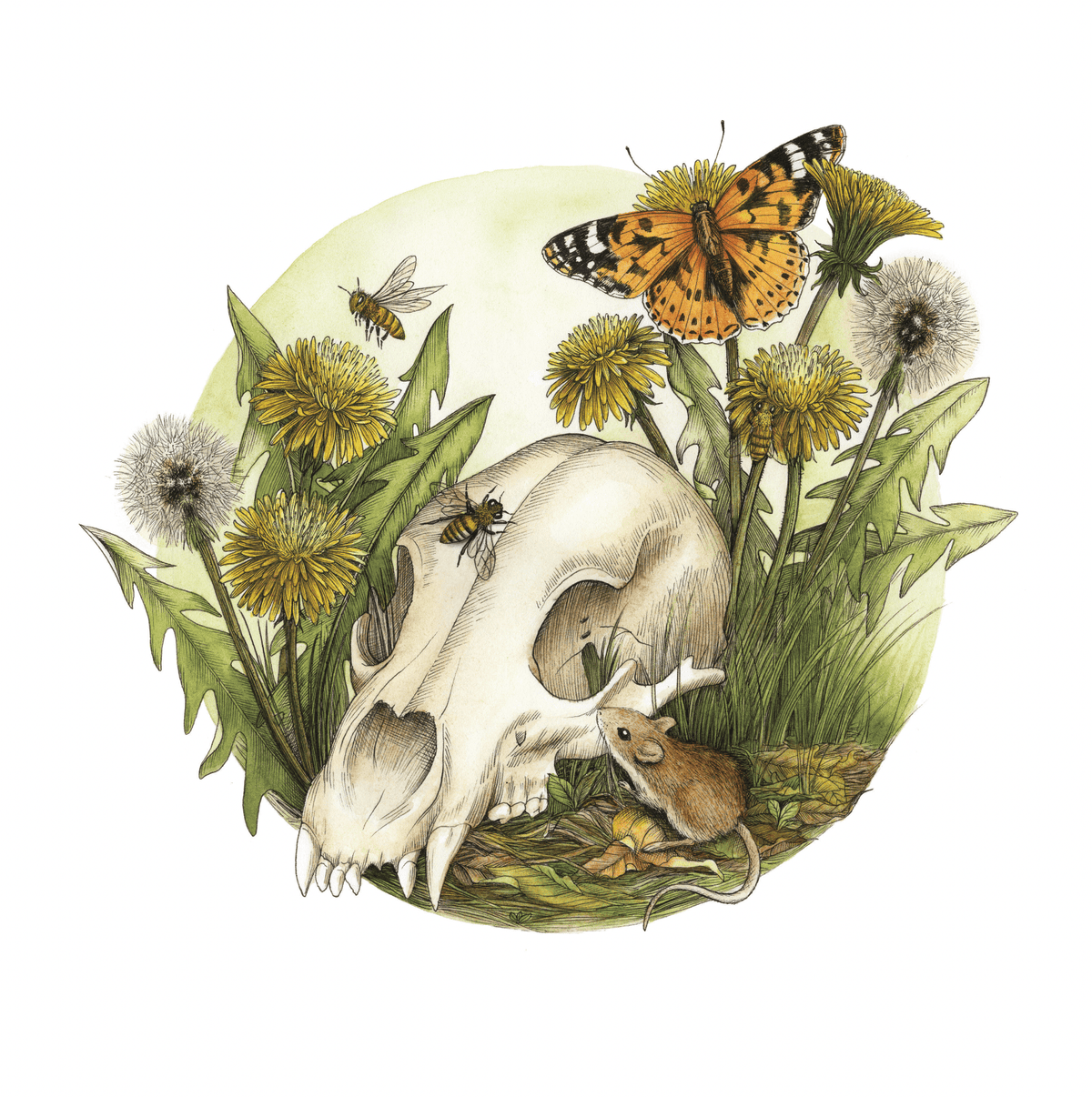 Watercolor Bear Skull with Dandelions Art Print, 11" x 11" - Shop at Persephone's Hearth